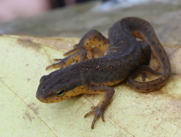 Central Newt